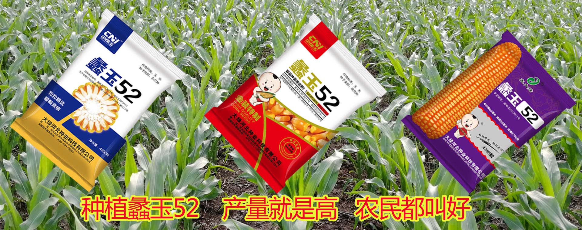 大綠河北種業(yè)科技有限公司